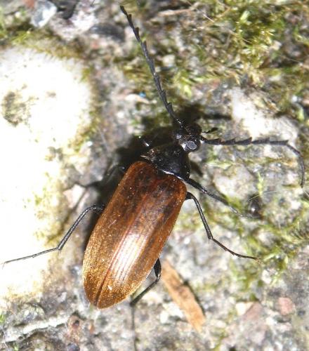 Réf. 211 199 : Pseudocistela ceramboides